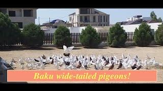 Советы по профилактике и содержанию широкохвостых голубей от Гейдара Бабаева!