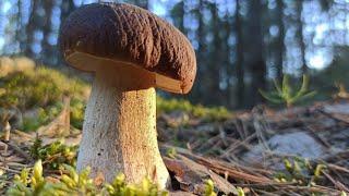 БЕЛЫЕ ГРИБЫ В СОСНОВЫХ БОРАХ. грибы 2020 сентябрь.