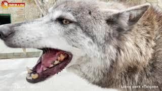 Канадская волчица прячет от нас детей. Тайган. Wolf life in Taigan.