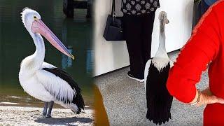 Умный пеликан пришел в закусочную за едой и встал в очередь вместе с людьми