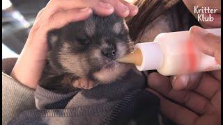 Puppy Wants Mom’s Breast Milk, Not A Milk From A Bottle | Kritter Klub