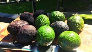 Как порезать авокадо? Как едят авокадо?  Как выбрать авокадо?