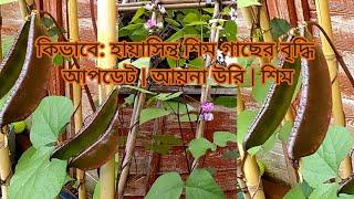 Shokher Bagan 2021 | Bangladeshi gardeners UK bean plants update | Shim | uri | শিম | Growing beans