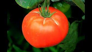 Как сделать  теплую грядку для томатов и перцев