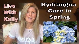 Hydrangea Care in Spring