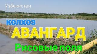 Узбекистан колхоз АВАНГАРД    Рисовые поля