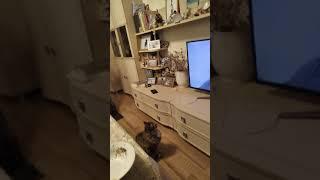 Кошка слушает гимн России на новый год