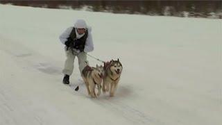Хаски на службе: арктические мотострелки учатся ездить на собаках