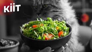 Лінивий салат цього літа! + Секретна Заправка | Прості рецепти салатів — КІІТ, # 31