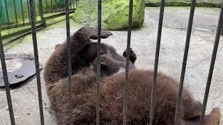 Медведица кормит малышей! Зоопарк «СКАЗКА»!