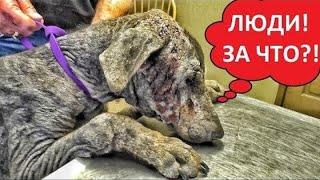 ИЗМУЧЕННЫЙ ДОБЕРМАН. (Ужасное обращение с собакой) Ветеринарное ранчо на русском