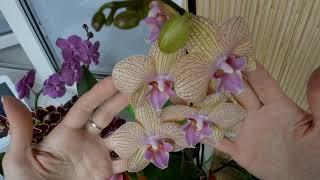ОРХИДЕИ! НАЧНИТЕ ТОЧНЫЙ УХОД! орхидея НОВАЯ как ухаживать ПОШАГОВО об уходе за орхидеей! ORCHID CARE