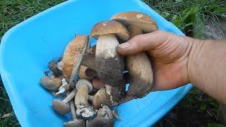 Как вырастить много белых грибов на своем участкере(зультат 2020)