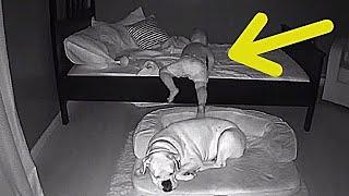 Родители установили камеру в комнате малыша, чтобы узнать, почему он по утрам спит с собакой!