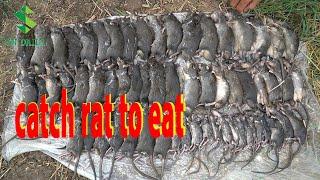 This Guy's RATS Catching Skills Are Unbelievable - Run After The Rice Cutter To Catch The RATS #7