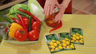 Как правильно выращивать рассаду томатов 