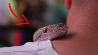 15 Times Snakes Messed With The Wrong Opponent ( snakes reptiles  )