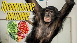 Правильное питание и новые рецепты для шимпанзе Бони | Дан Запашный, кухня и новый смузи из овощей