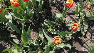 Выращивание тюльпанов после выгонки. Цветение.