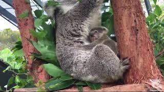 В австралийском зоопарке малыш-коала впервые появился на публике