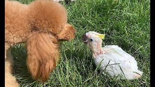 первое знакомство малыша попугая Чарли с собаками ) contact of baby parrot Charlie with dogs
