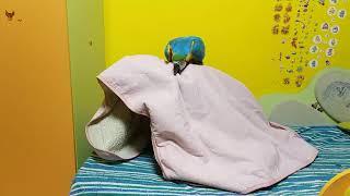 Попугай ара пытается освободить хозяйку от одеяла