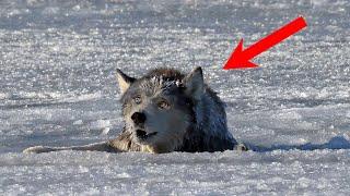 Охотник не смог пройти мимо ВМЕРЗШЕГО в лед полуживого волка