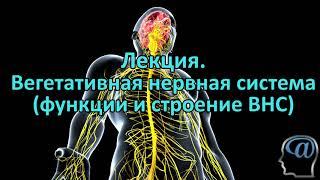 Вегетативная нервная система. Симпатическая и парасимпатическая системы. Лекция. Анатомия ЦНС