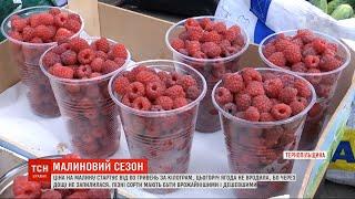Сезон малини: який в Україні урожай та які ціни на ягоду