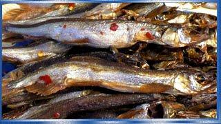 Мойва солёная в ПИВЕ, рыба холодного копчения по Китайски, рецепты из рыбы от fisherman dv.27rus