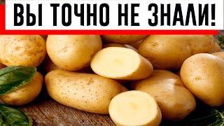 Хитрость, о которой многие не знают: как правильно хранить очищенный картофель!