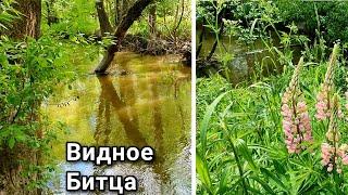 Подмосковье Видное река Битца Июнь.