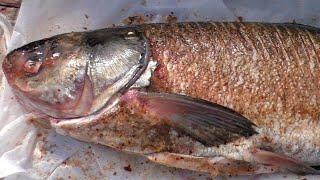Толстолобик горячего копчения, Дальневосточный шарабан, Рецепты с рыбы от fisherman dv  27 rus
