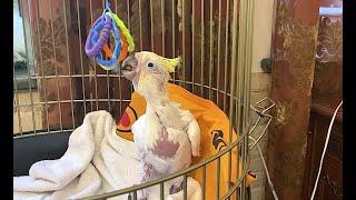 малыш попугай каду Чарли заинтересовался игрушками ) baby parrot cadu charlie interested in toys