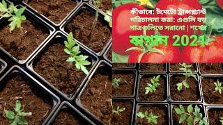 How to: Managing Tomato Transplants: Moving them to larger Pots | Shokher Bagan 2021
