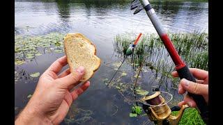 Что можно поймать на хлеб на рыбалке? Рыбалка на хлеб на поплавок в городе на простую удочку