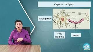 6 Общая физиология центральной нервной системы