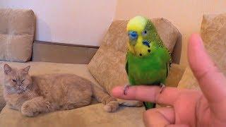 Попугай говорит, как научить разговаривать попугая.Cat and parrot .