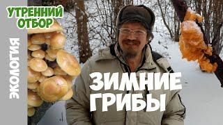 Зимние грибы. Геннадий Курилин