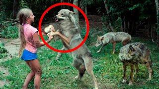 Родители плакали, когда узнали, что сделали волки с их ДОЧКОЙ в лесу