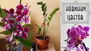 КОМНАТНЫЕ ЦВЕТЫ | Новые цветы в моей коллекции орхидеи и не только