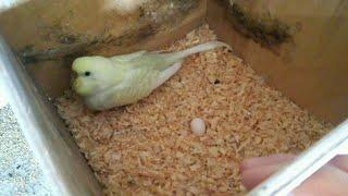 Волнистые попугаи первое яйцо! Попугаи снесли яйцо.