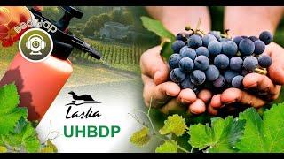 Вебінар «Біопрепарати: нові ефективні рішення для захисту винограду від шкідників та хвороб»