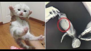 Хозяйка переживала, что у котенка большой живот, пока не сделала ему рентген