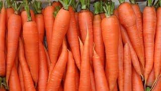 Выращивание Моркови в открытом грунте как бизнес идея
