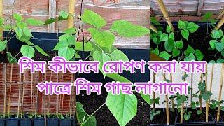 How to grow Hyacinth Bean/Shim/Uri | Planting out Bean | Bangla Shokher Bagan 2021 | শিম রোপণ