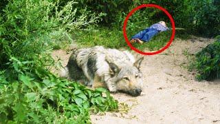 Лесник РАСПЛАКАЛСЯ, когда увидел, ЧТО сделал волк с его ребенком, которого он ОСТАВИЛ дома одного
